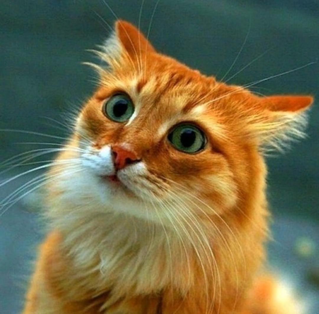 А что, сегодня гулять не пойдём