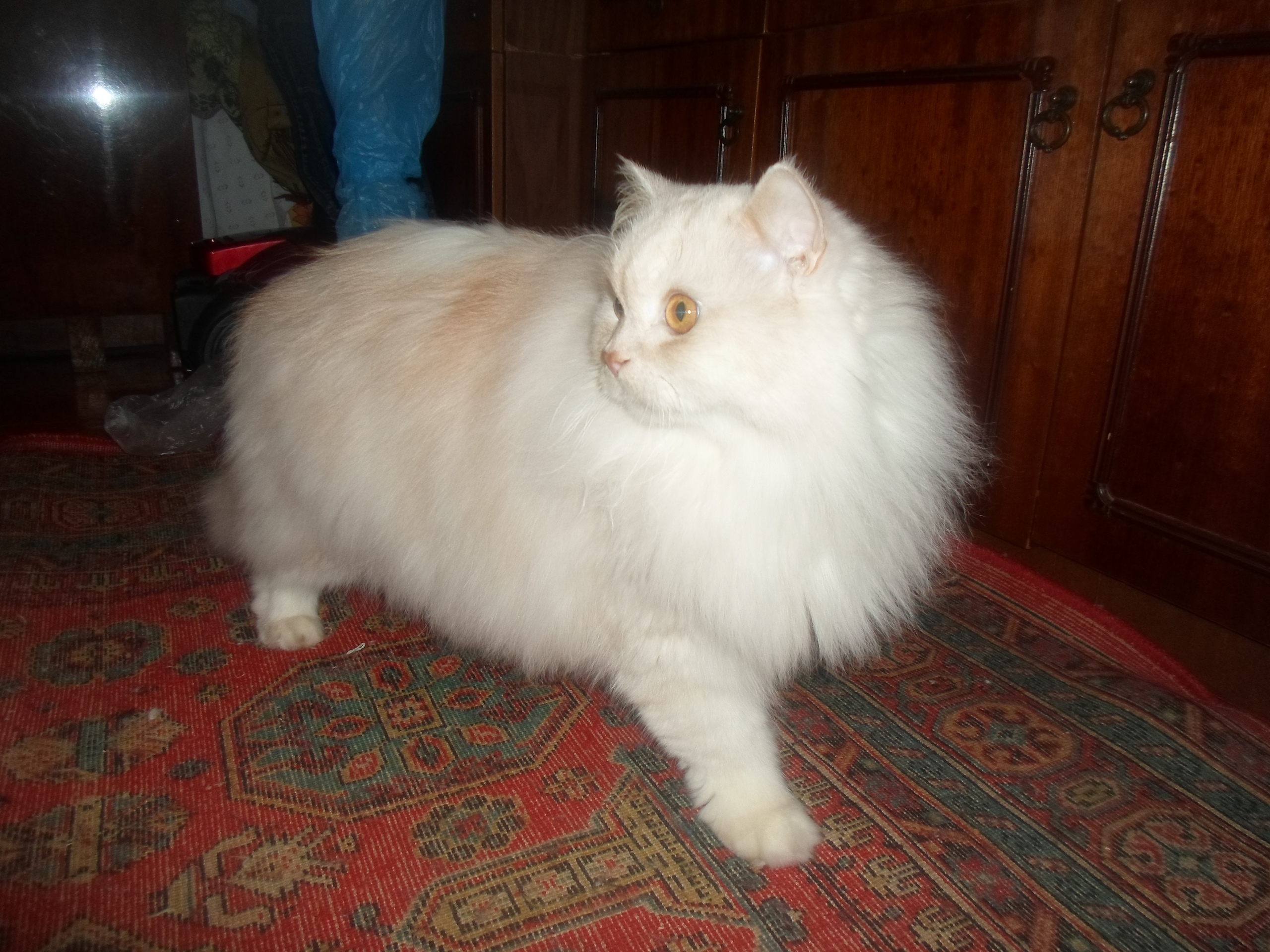 Всех уложила, теперь пойду вкусняшки на кухне искать