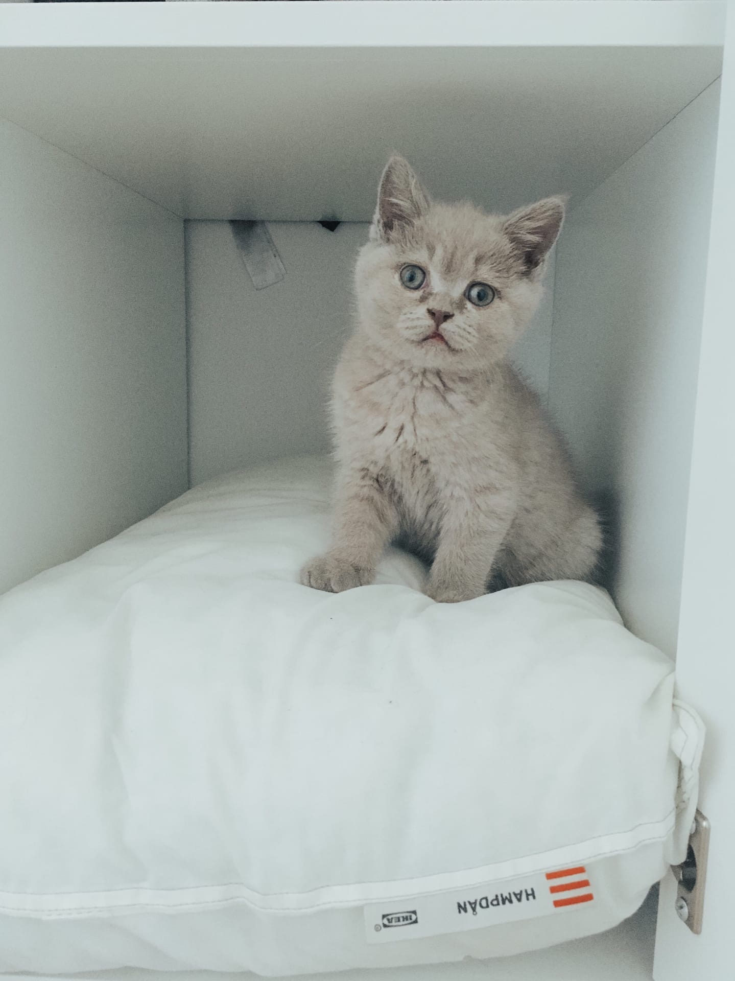 Вот эта подушечка, мне в самый раз