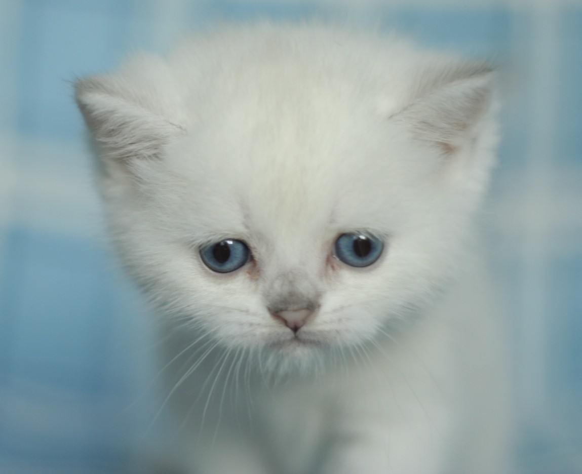 Милый Нехочуха