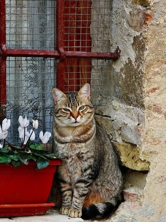 Сторож цветов