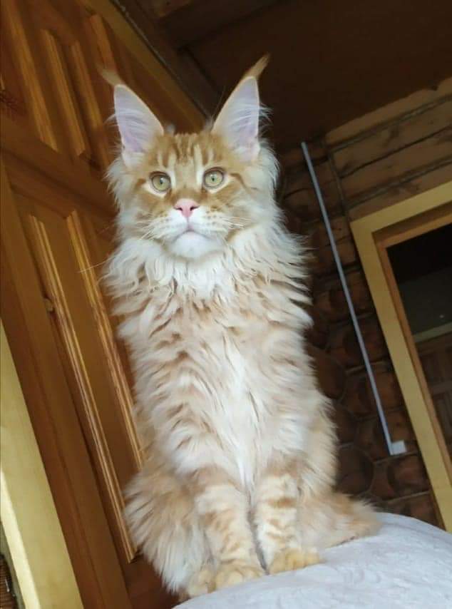 Рыжий кот - хранитель дома