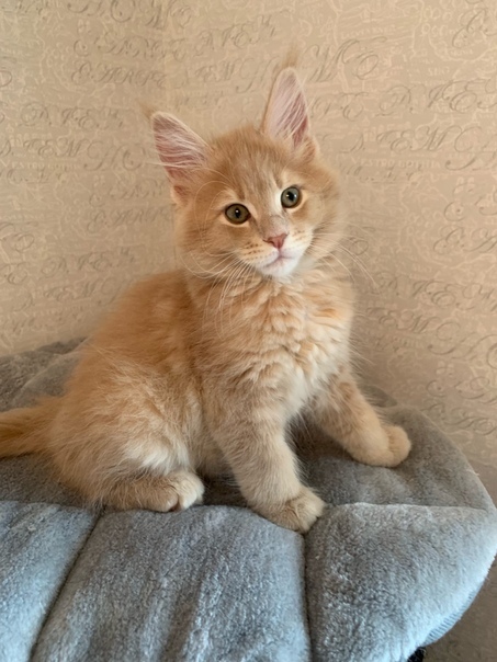 Встал, но не проснулся