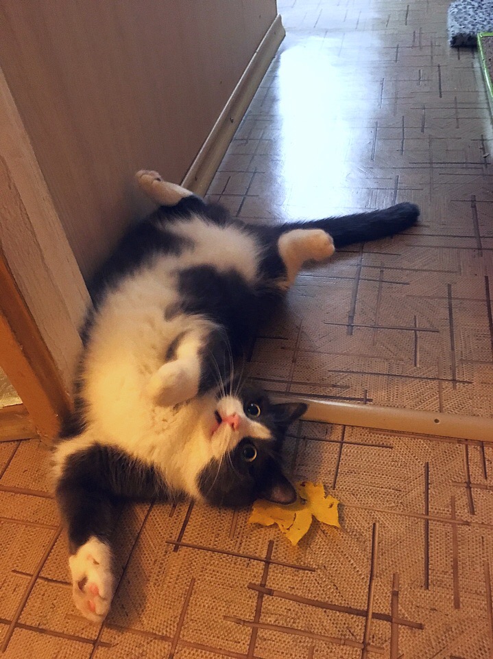 Упал, как осенний лист