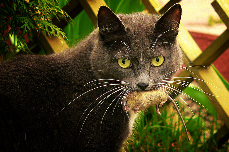 Хозяйке гостинец несу, вот обрадуется