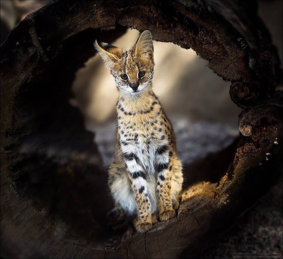 Кого бы, мне сегодня на обед поймать