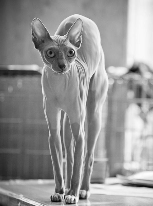 Где, это у меня лишние килограммы