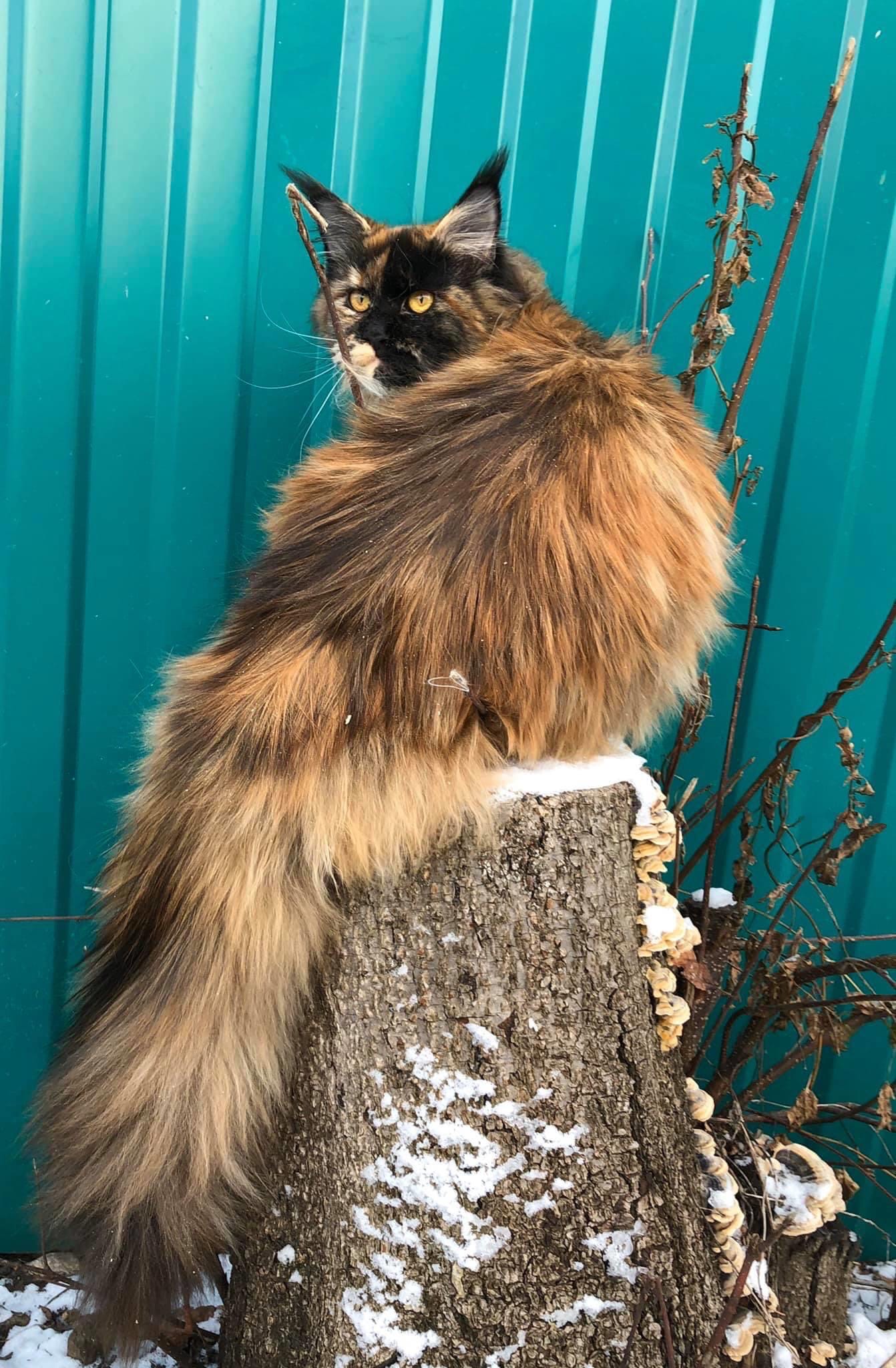 Подсадите меня, хочу глянуть что за забором