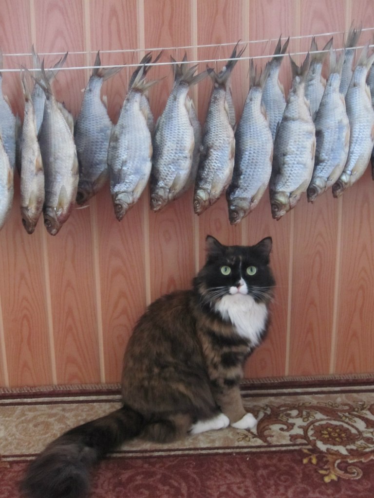 Столько рыбок и ни одну нельзя