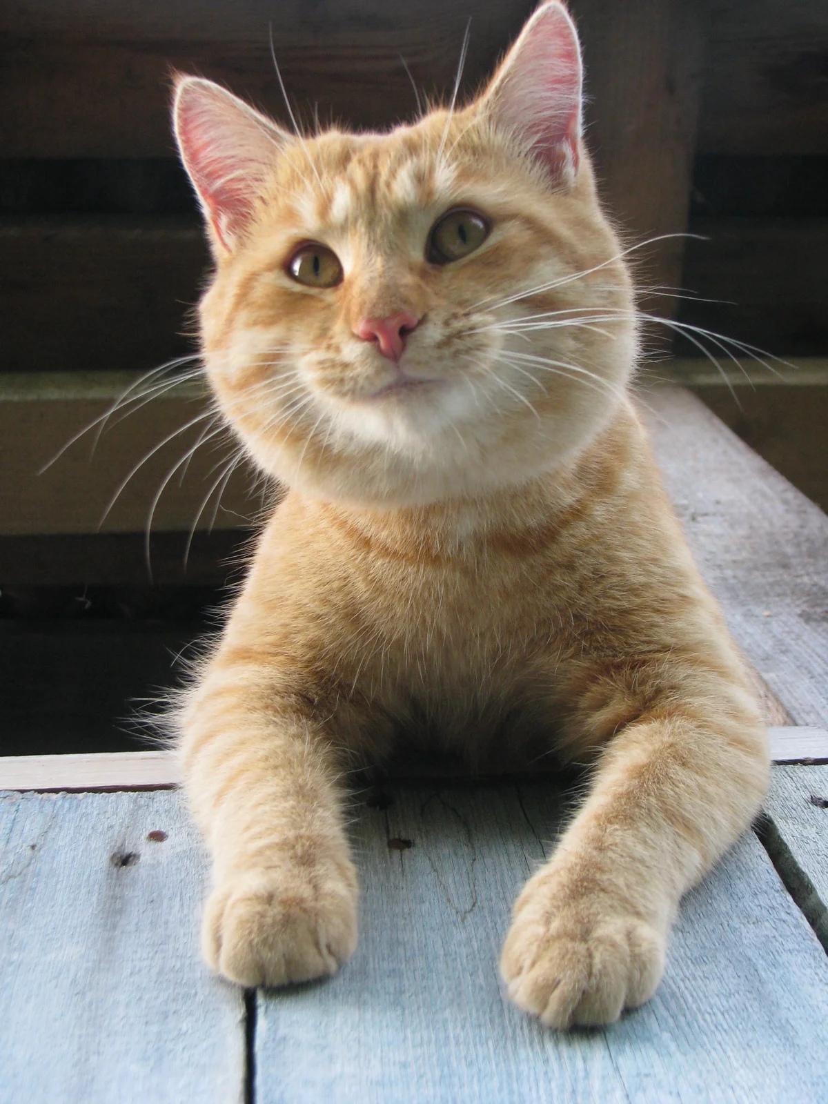 Кто, тут у нас на чердаке водится