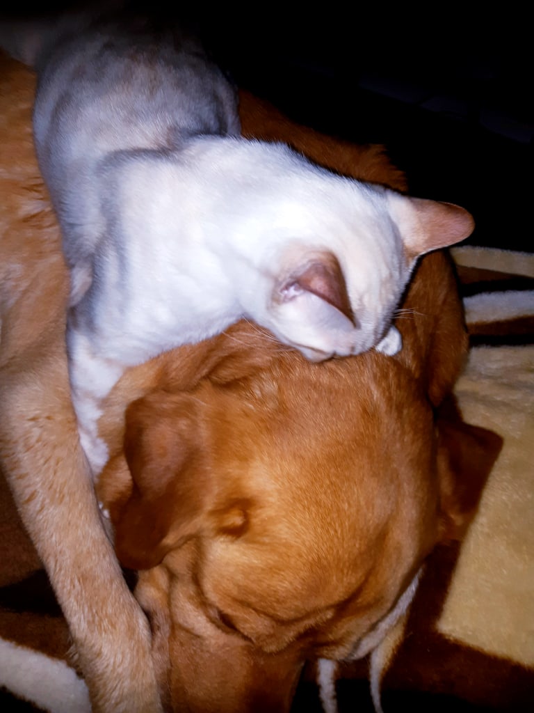 Дружба, она такая, многое приходится терпеть