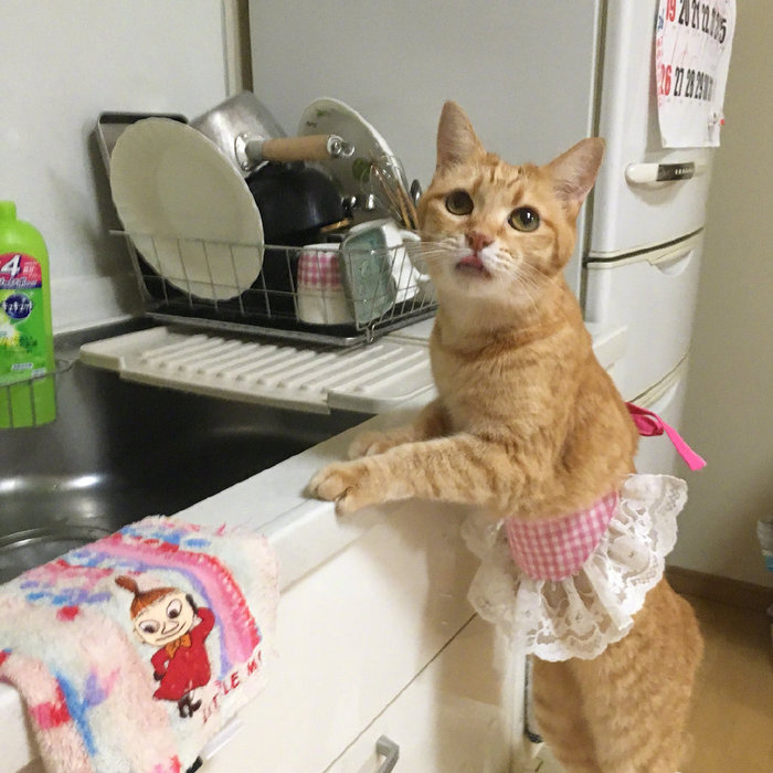 Завтраком всех накормила, посуду перемыла, устала