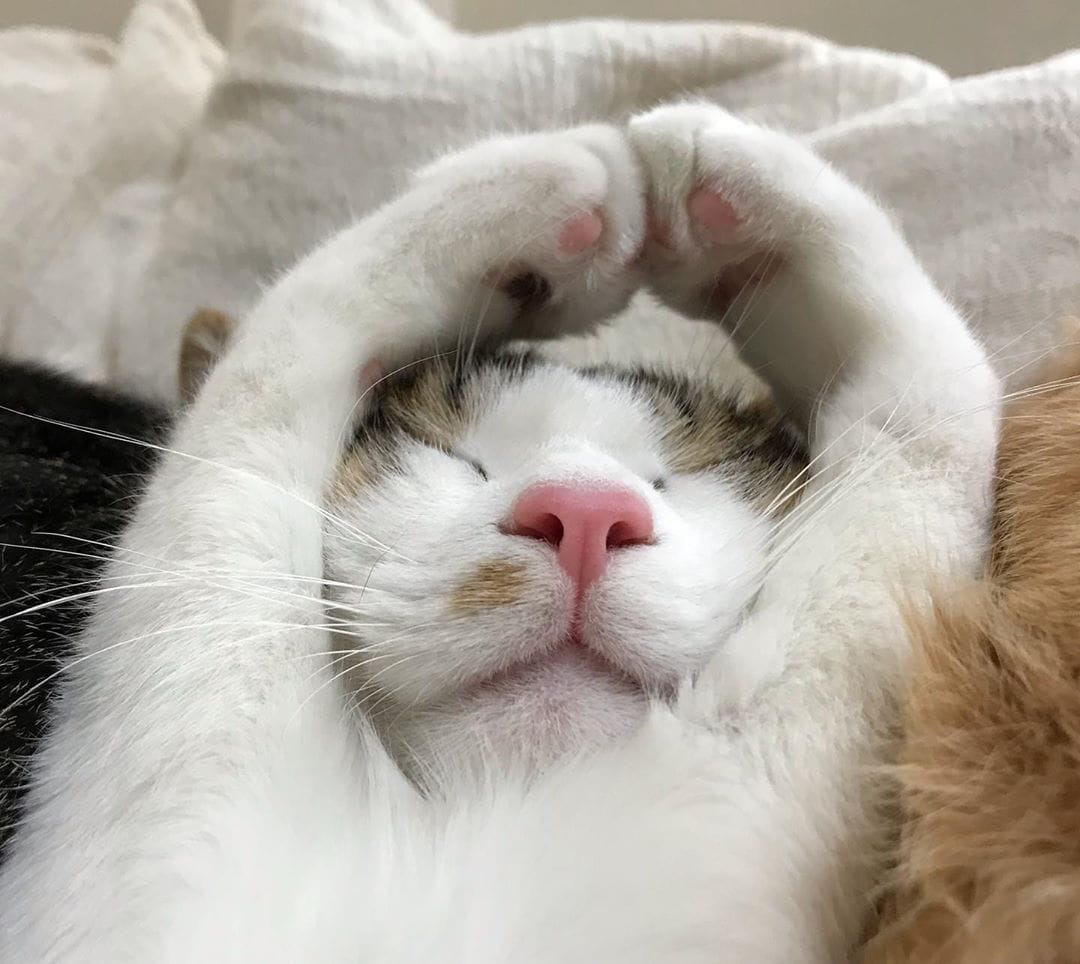 Я хозяев не бужу, потому что крепко сплю