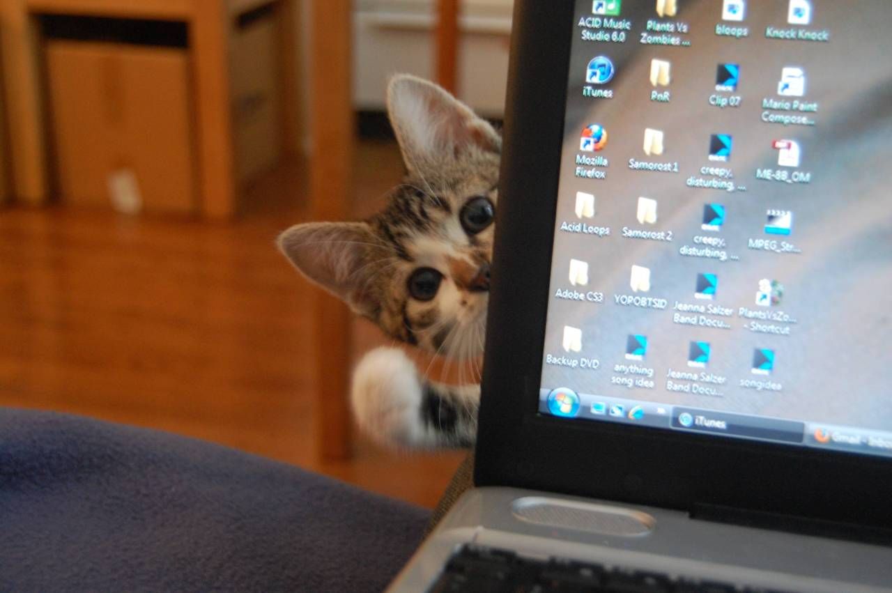 Хватит работать, меня кормить пора