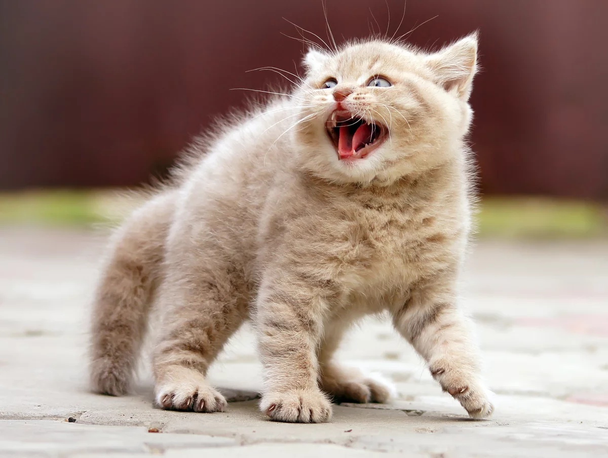 Кто, по моему двору шастает