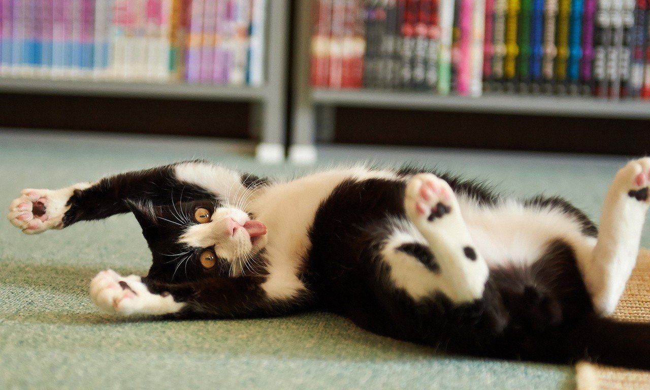 Что со мною не пойму, хочется дурачиться