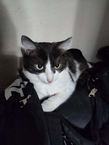 В сумку залез, может на этот раз с собой возьмут