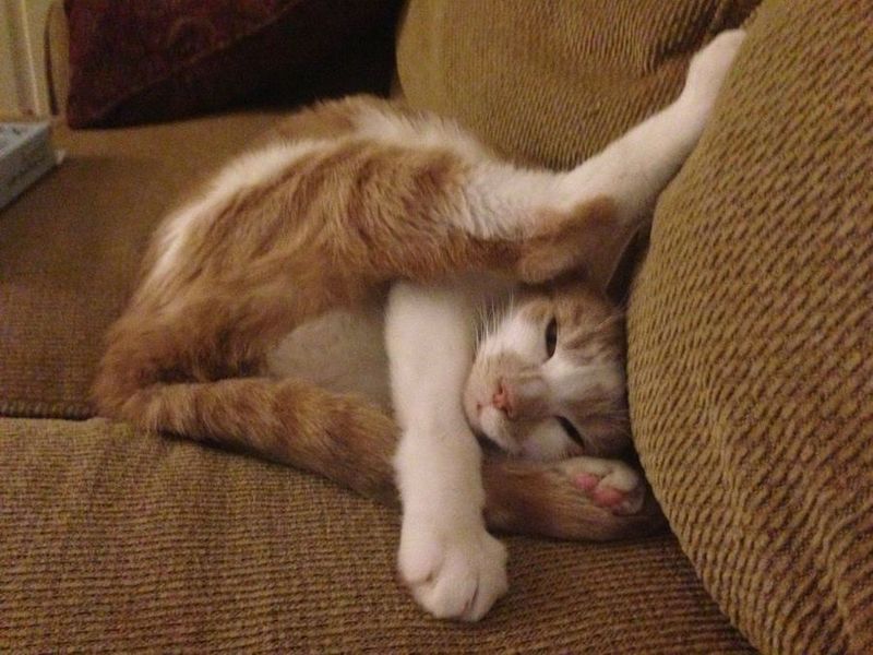 Не смейтесь, спать мешаете