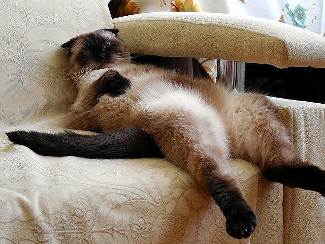 Лень одолела