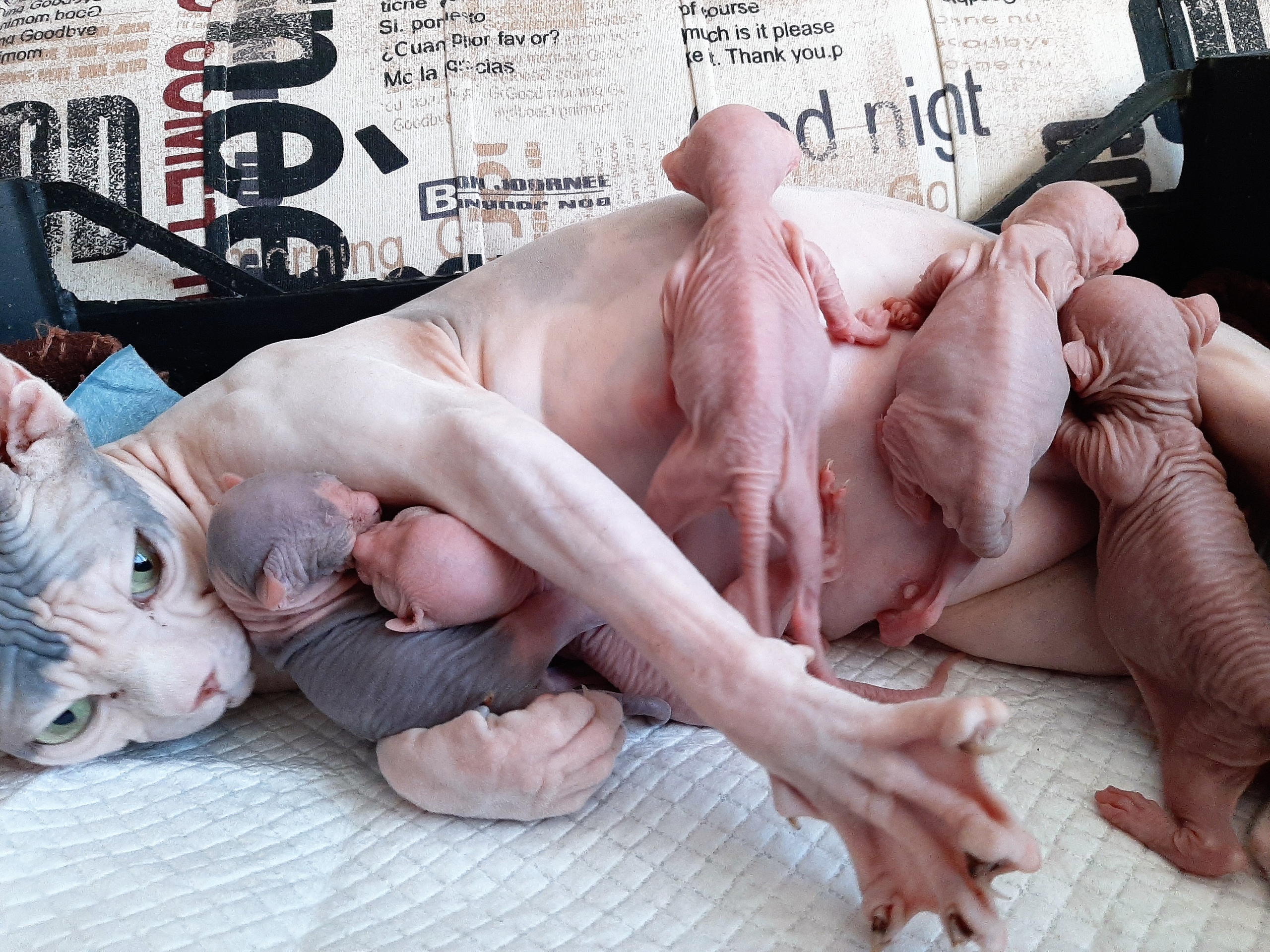 Накормить малышей - нелёгкое дело