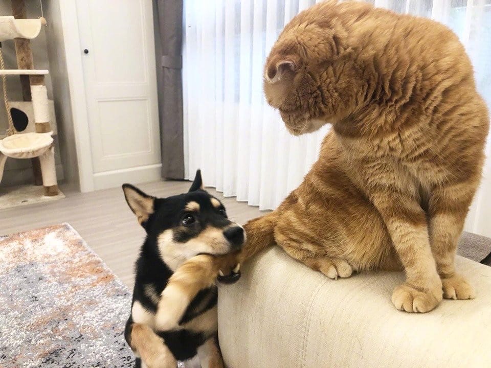 Ты хорошо подумал, на кого пасть открыл