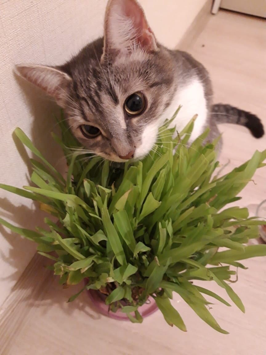 Витаминки кушаю