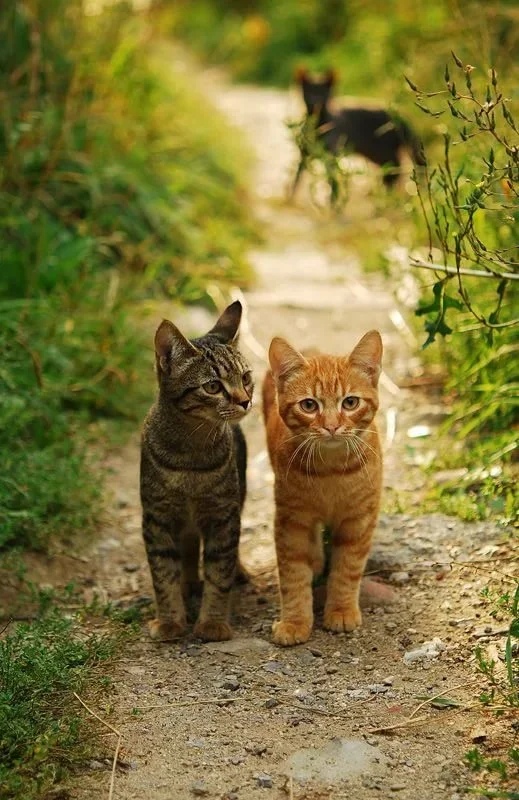 Кажется, за нами - хвост