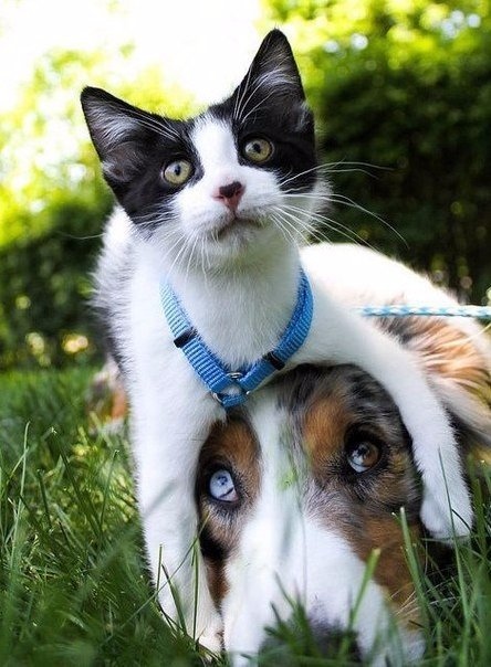 Я люблю свою собаку