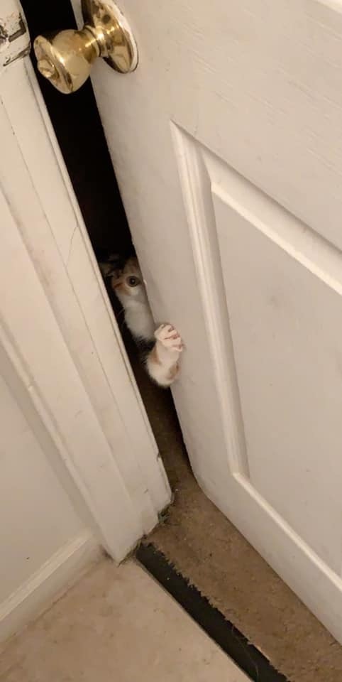 Я нагулялся до следующего марта, пустите меня домой