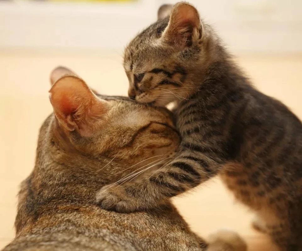 Мамино счастье