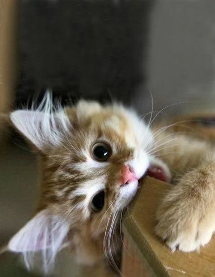 Перед завтраком, надо зубки поточить