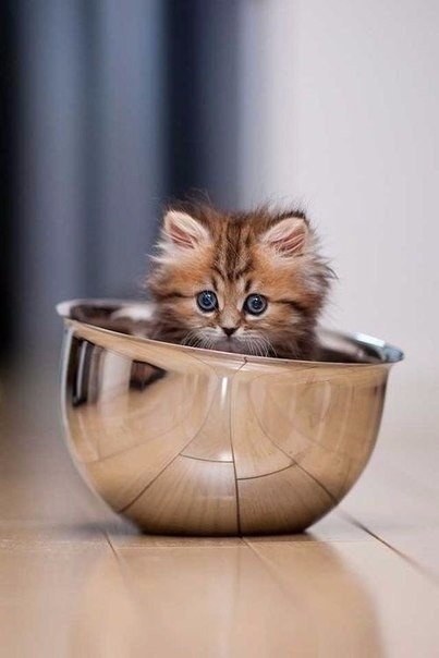 Искал кушать, не нашёл