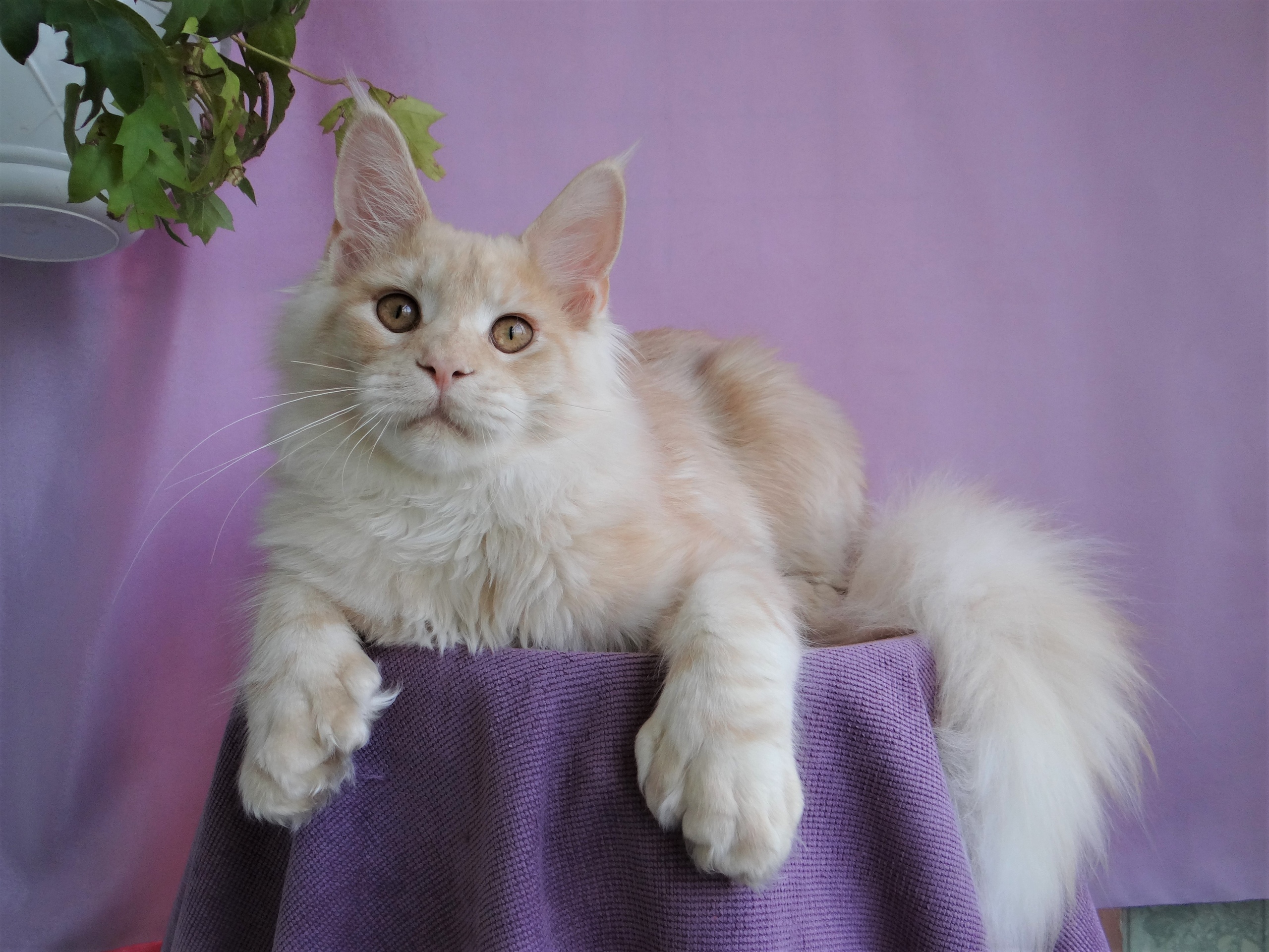 Вокруг этой красавицы, всё должно быть идеально