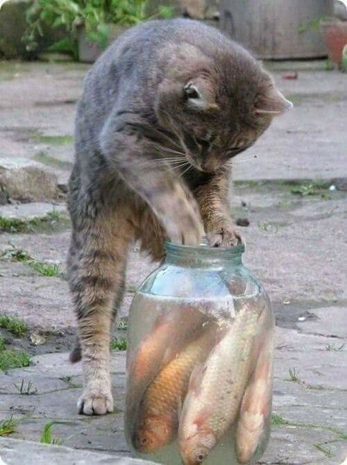 Ой, хозяин удружил, сколько рыбки наловил