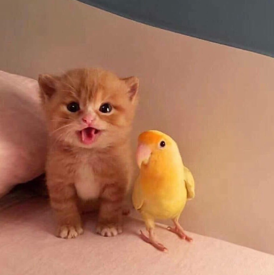 А сейчас, ясельная группа - исполнит песню