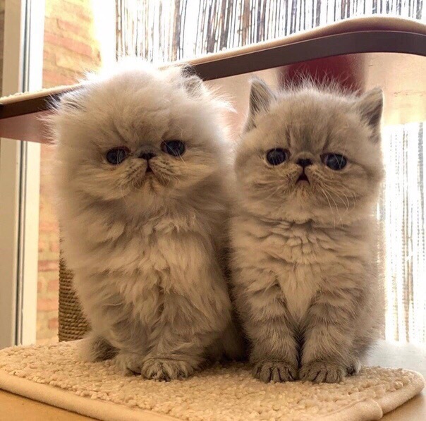 К ласке и заботе - готовы