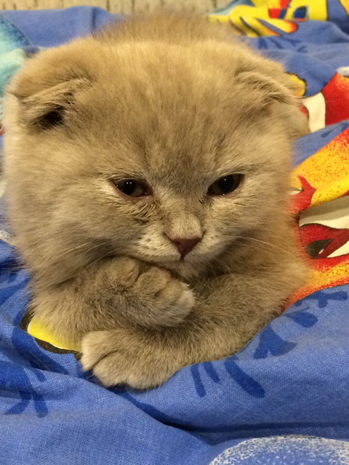 Сегодня, лоток осваивал, как это сложно