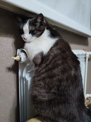 Лапки мёрзнут