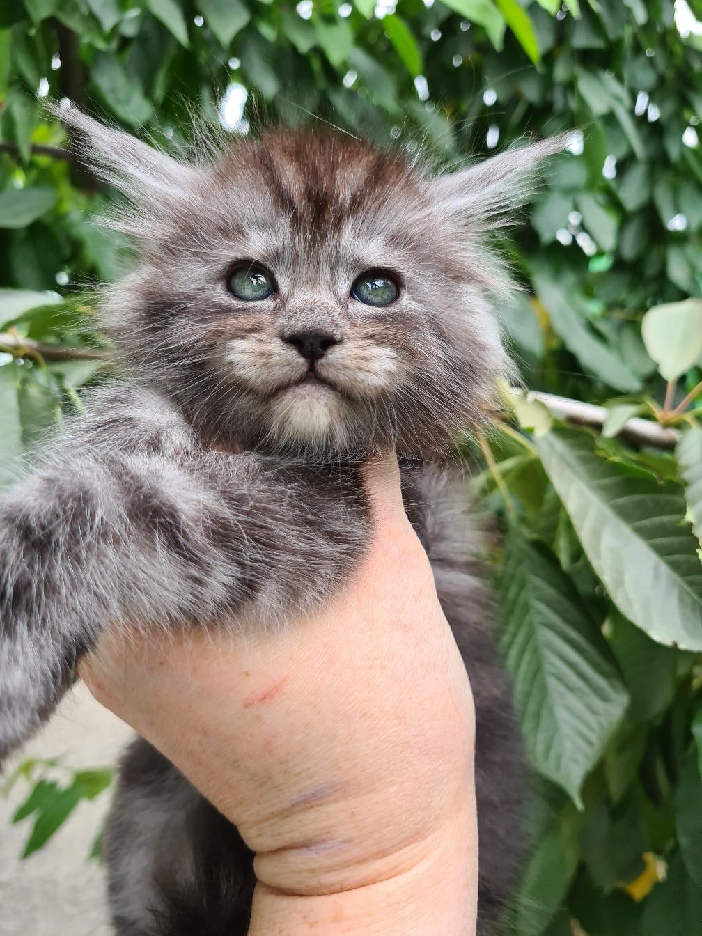 Экскурсию долой, хочу лазить по деревьям