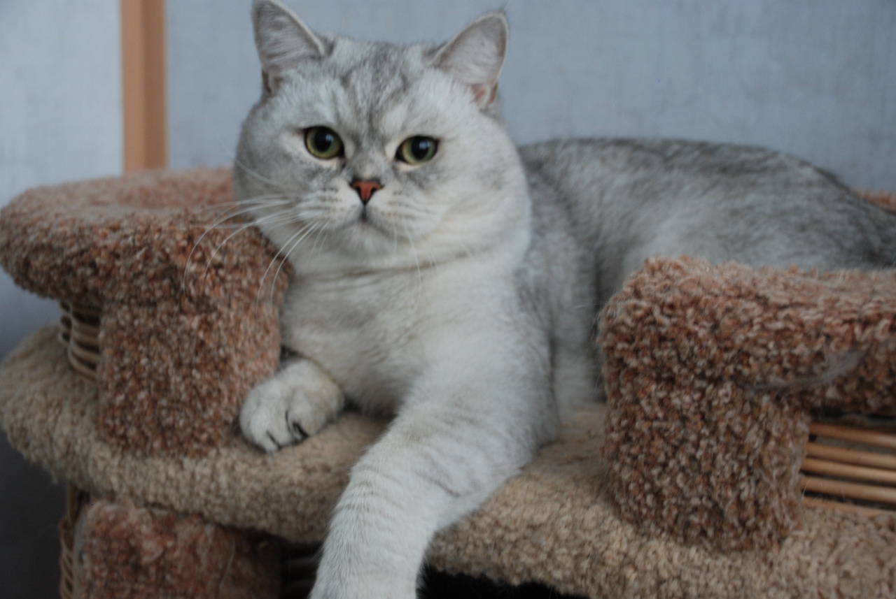 Проснувшись по - утру, не забудьте улыбнуться