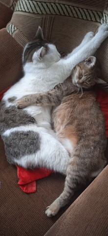 Спи сыночка и я с тобой