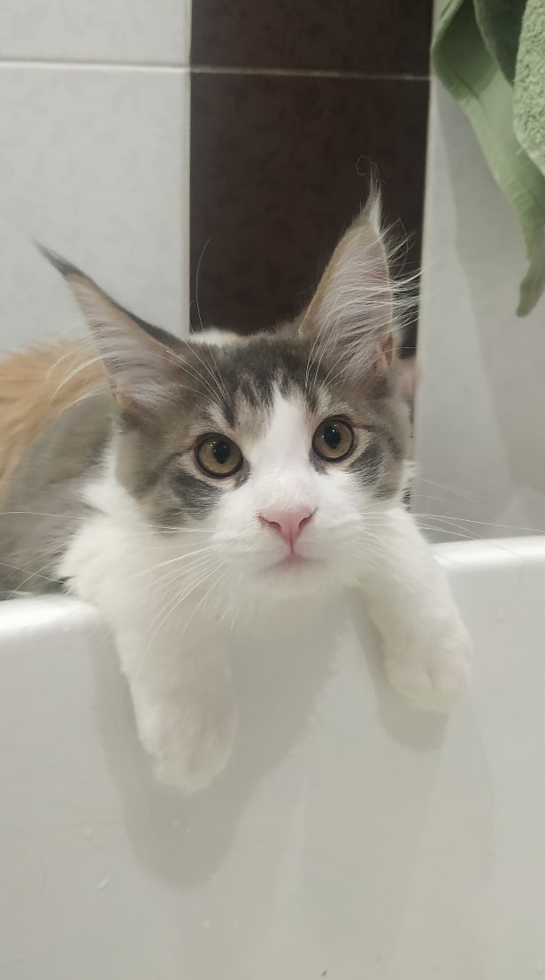 Чья сегодня очередь, меня купать