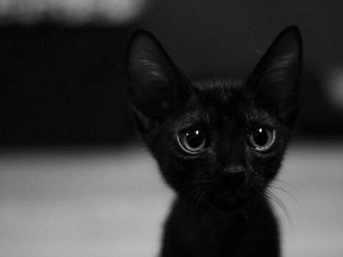 Я за вами буду следовать, как тень