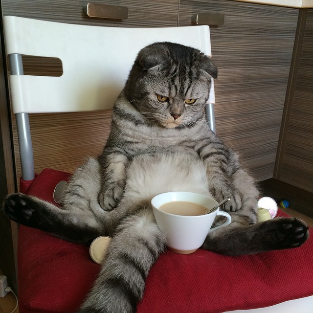 Я просил молоко, а это какао