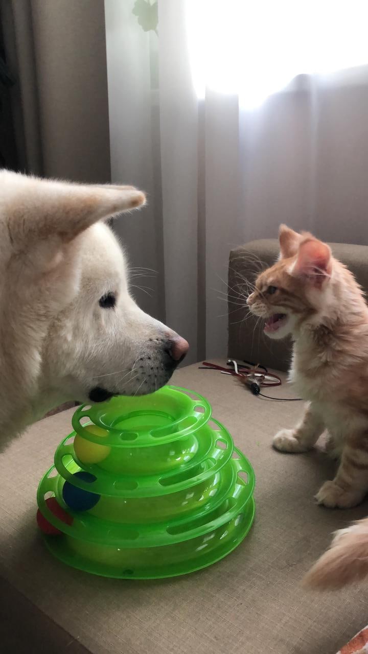 Ты - мне больше не дружок, забирай свои игрушки