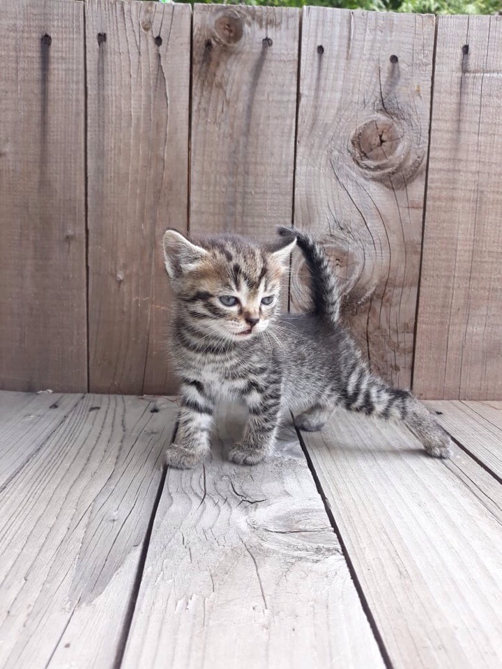 Не смотрите, что мелкий, я тут самый боевой