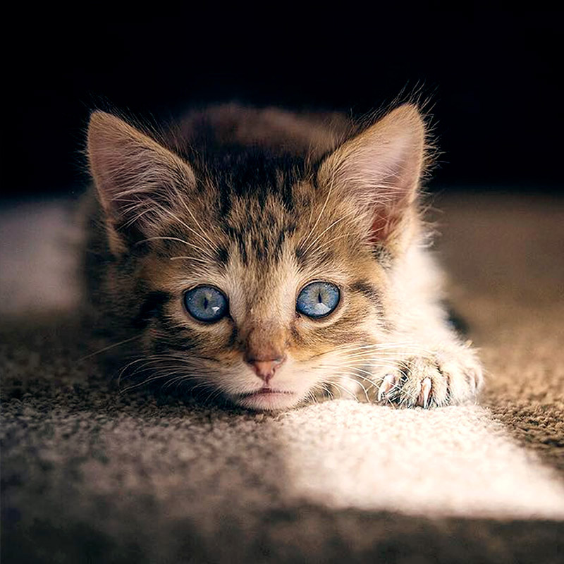 Лучик солнца к нам попал, я его уже поймал