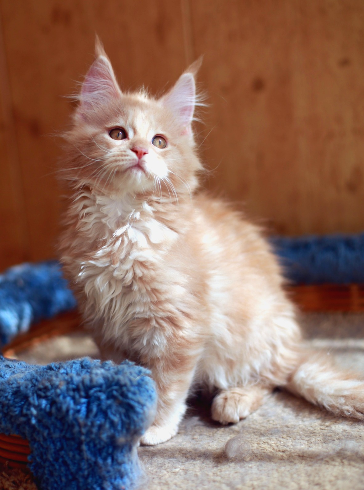 Угадайте по моим соловелым глазкам, что я хочу