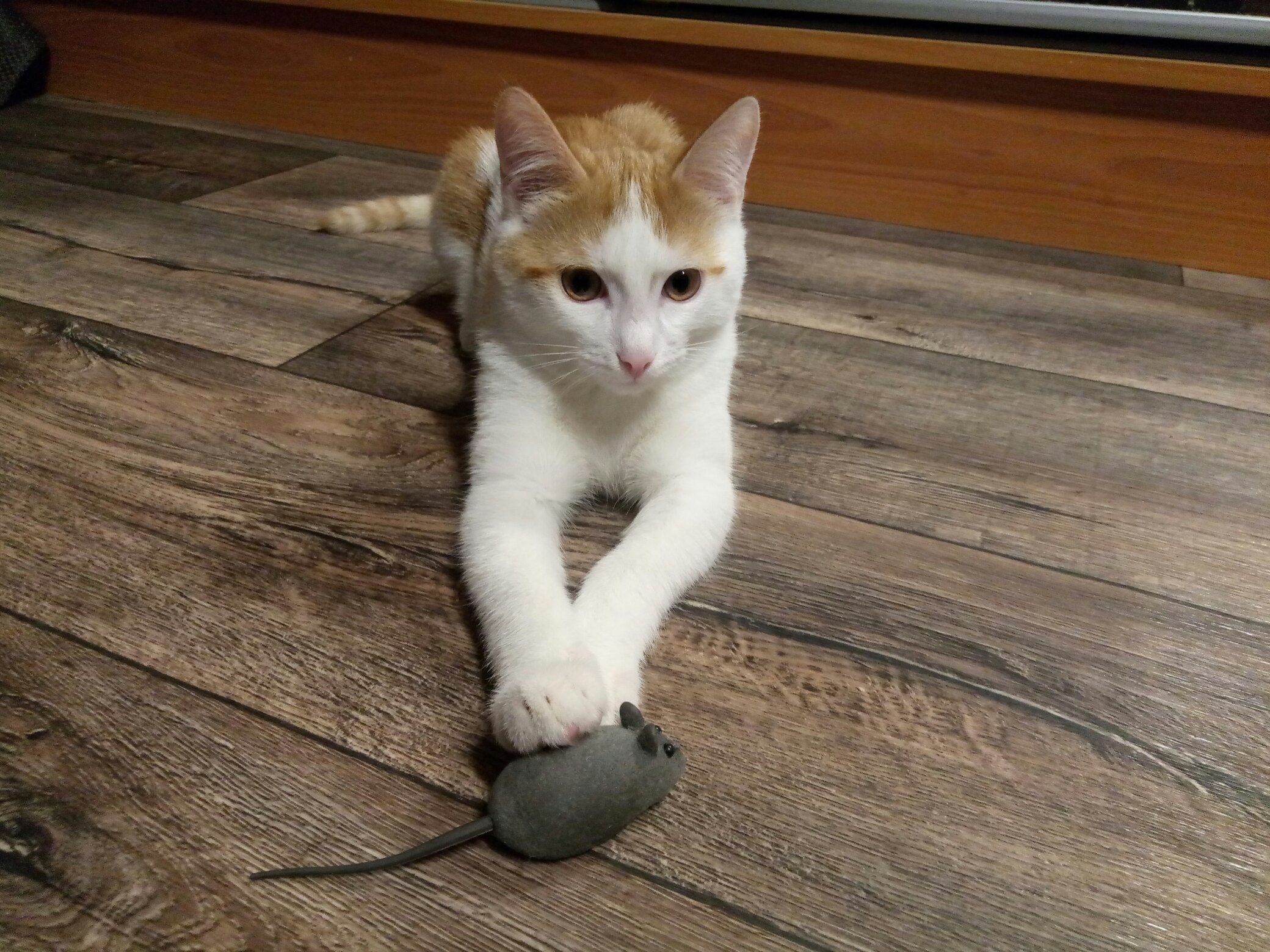 Целый день за мышью гонялся, еле поймал