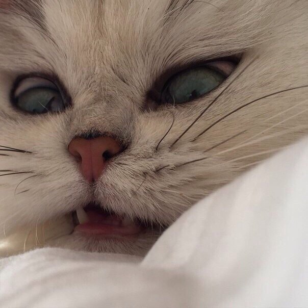 Если я не выспалась, я злюка